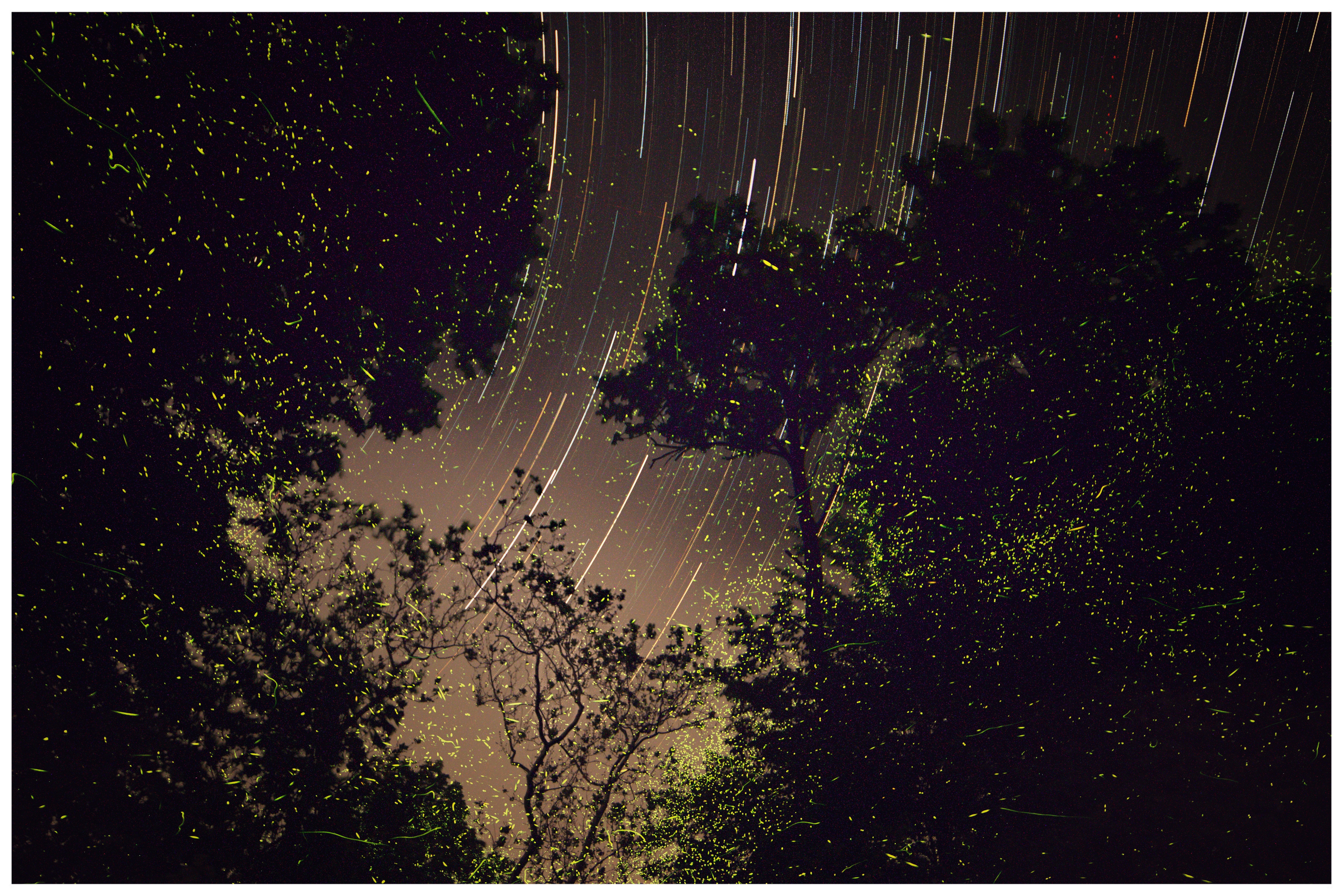 Astrophotography image with fireflies by Michael LaTour.